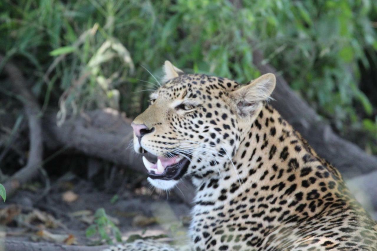Tlou Safari Lodge Касане Екстер'єр фото